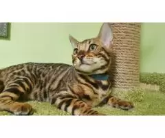 bengal kittens - 5