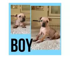 American hairless terriers - 4