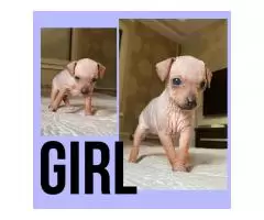 American hairless terriers - 6