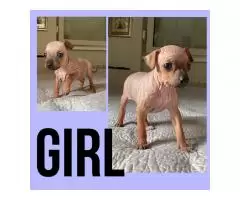 American hairless terriers - 7