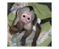 Чудесные обезьяны-капуцины на продажу