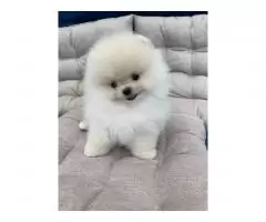 Pomeranian