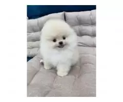 Pomeranian - 2