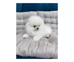 Pomeranian - 3