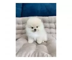 Pomeranian - 4