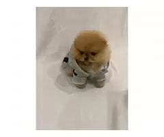 Pomeranian