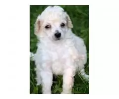 Toy poodle - 4