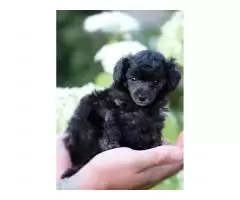 Toy poodle - 5
