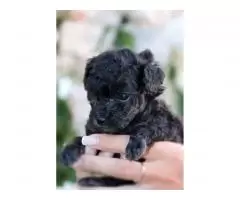 Toy poodle - 6