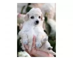 Toy poodle - 7
