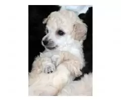 Toy poodle - 8