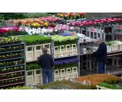 Сбор и срез цветов роз в Англии (теплицы/склады/ферма) - 2