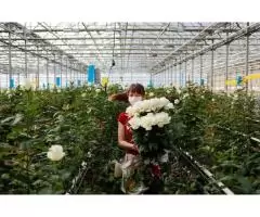 Сбор и срез цветов роз в Англии (теплицы/склады/ферма) - 5