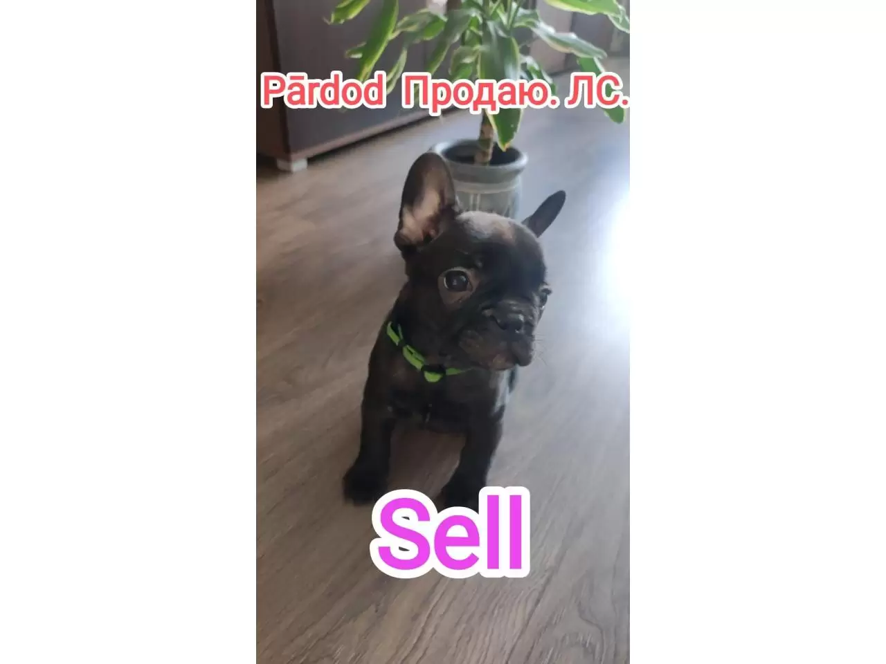 French bulldog puppies for sale - 1/11