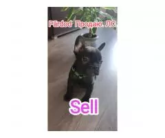 French bulldog puppies for sale