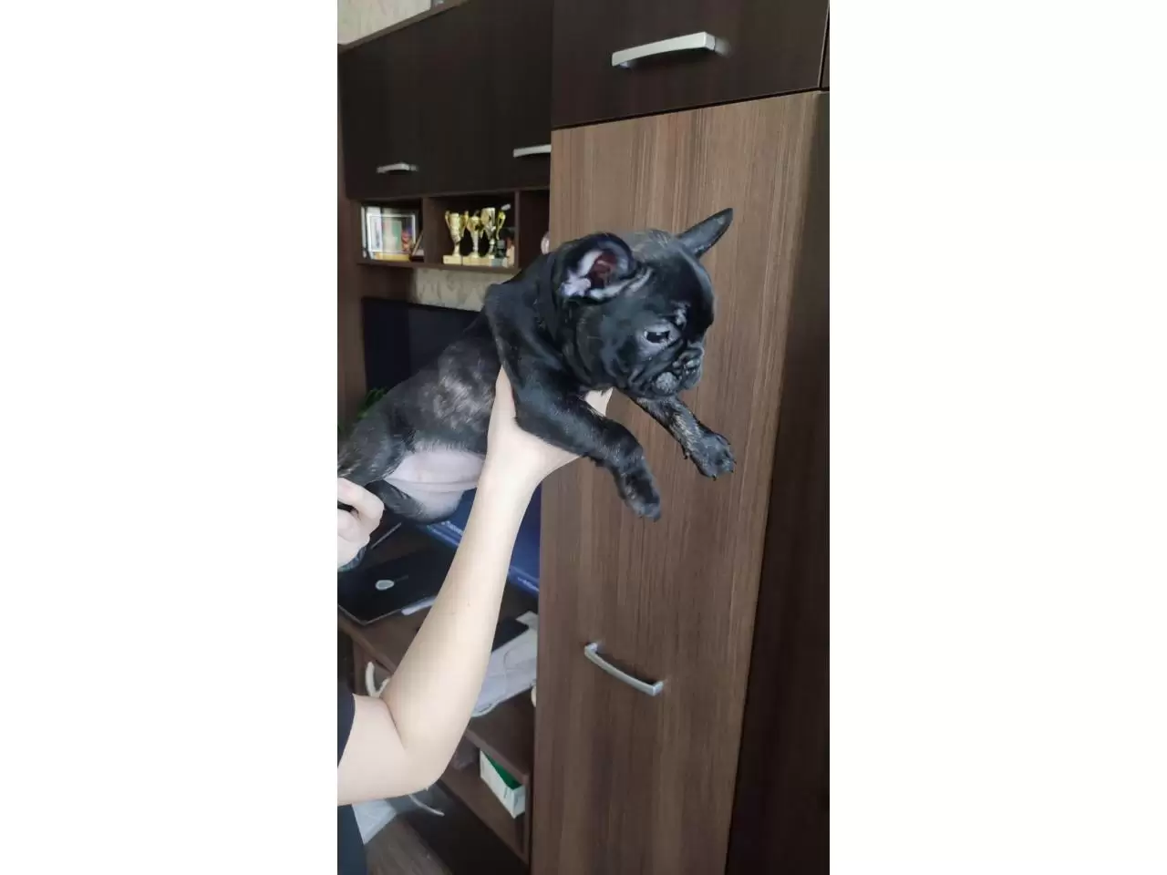 French bulldog puppies for sale - 2/11