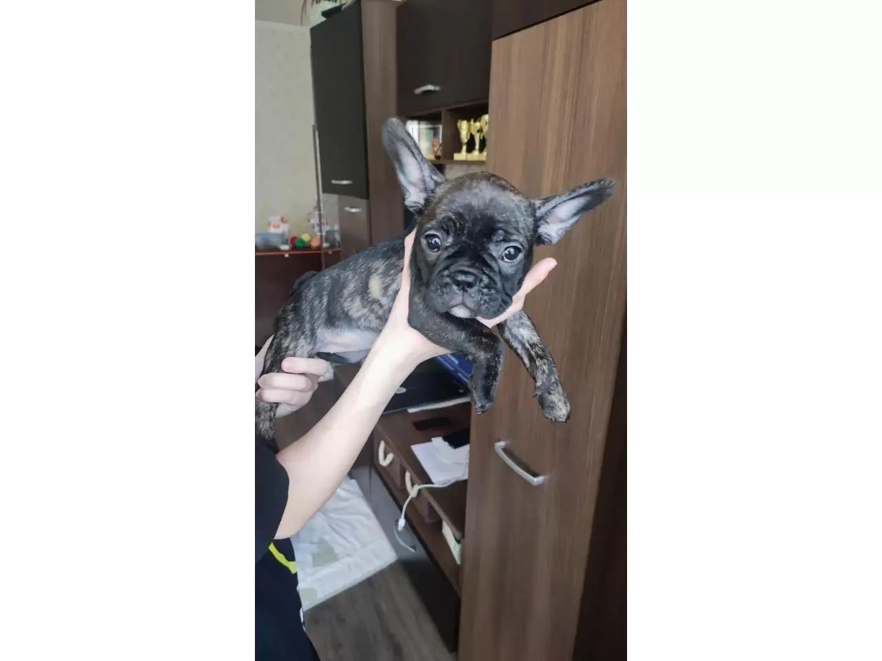 French bulldog puppies for sale - 3/11