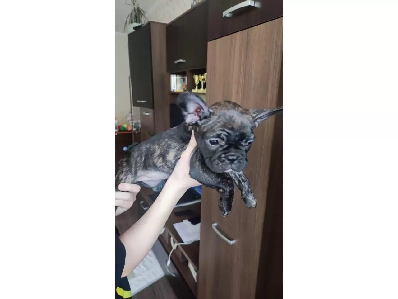 French bulldog puppies for sale - 4/11