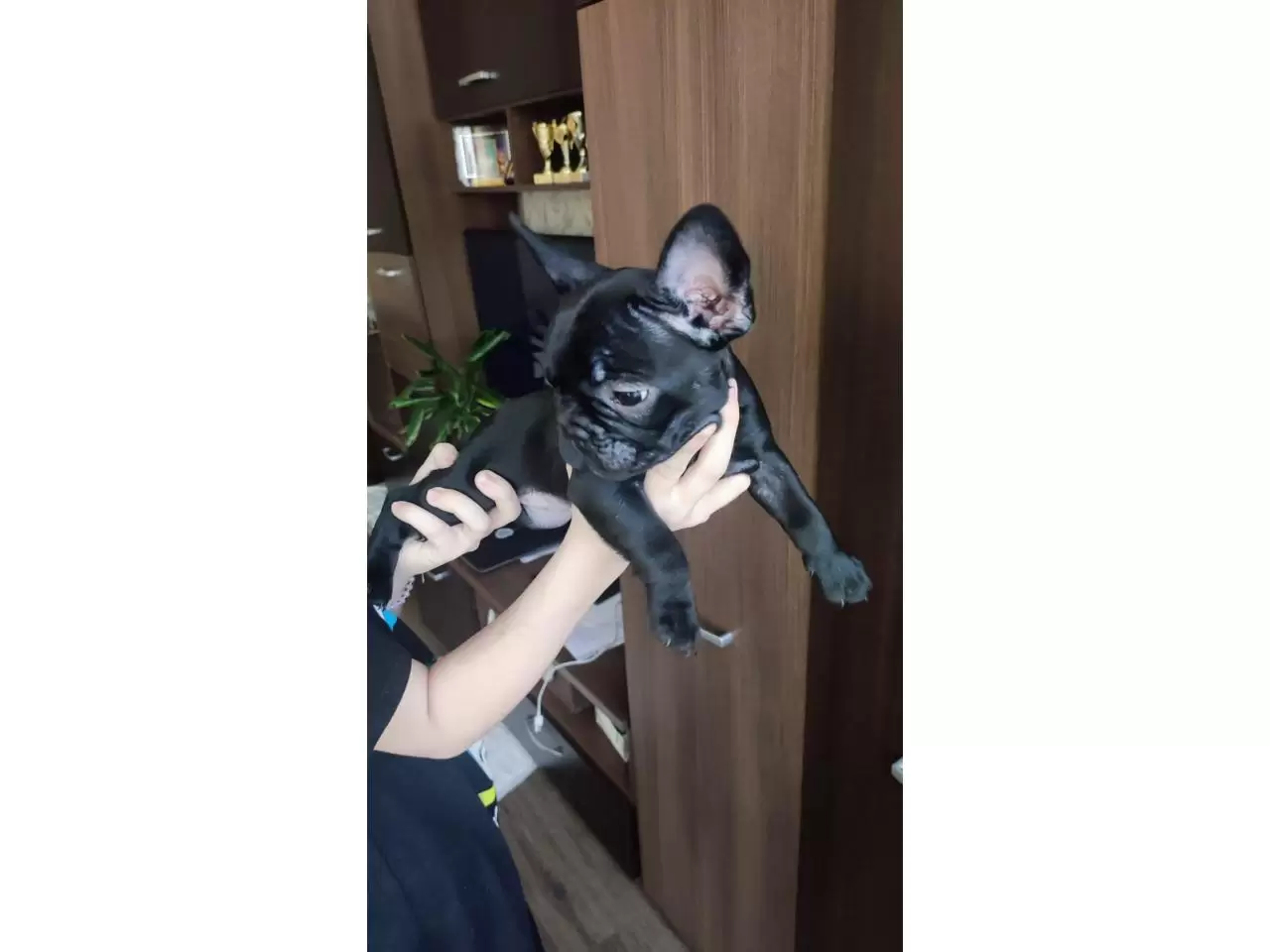 French bulldog puppies for sale - 6/11