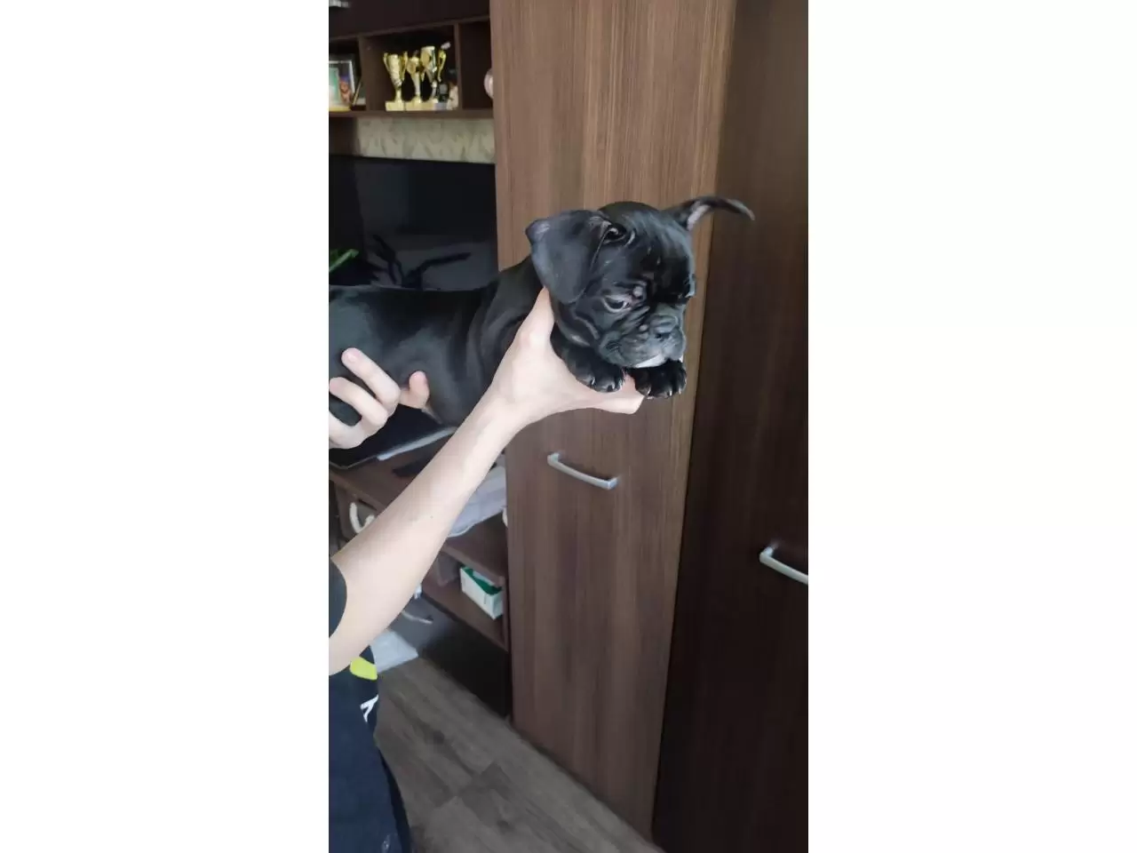 French bulldog puppies for sale - 7/11