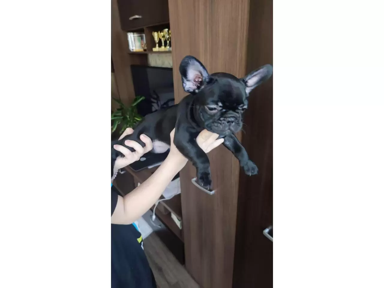French bulldog puppies for sale - 9/11