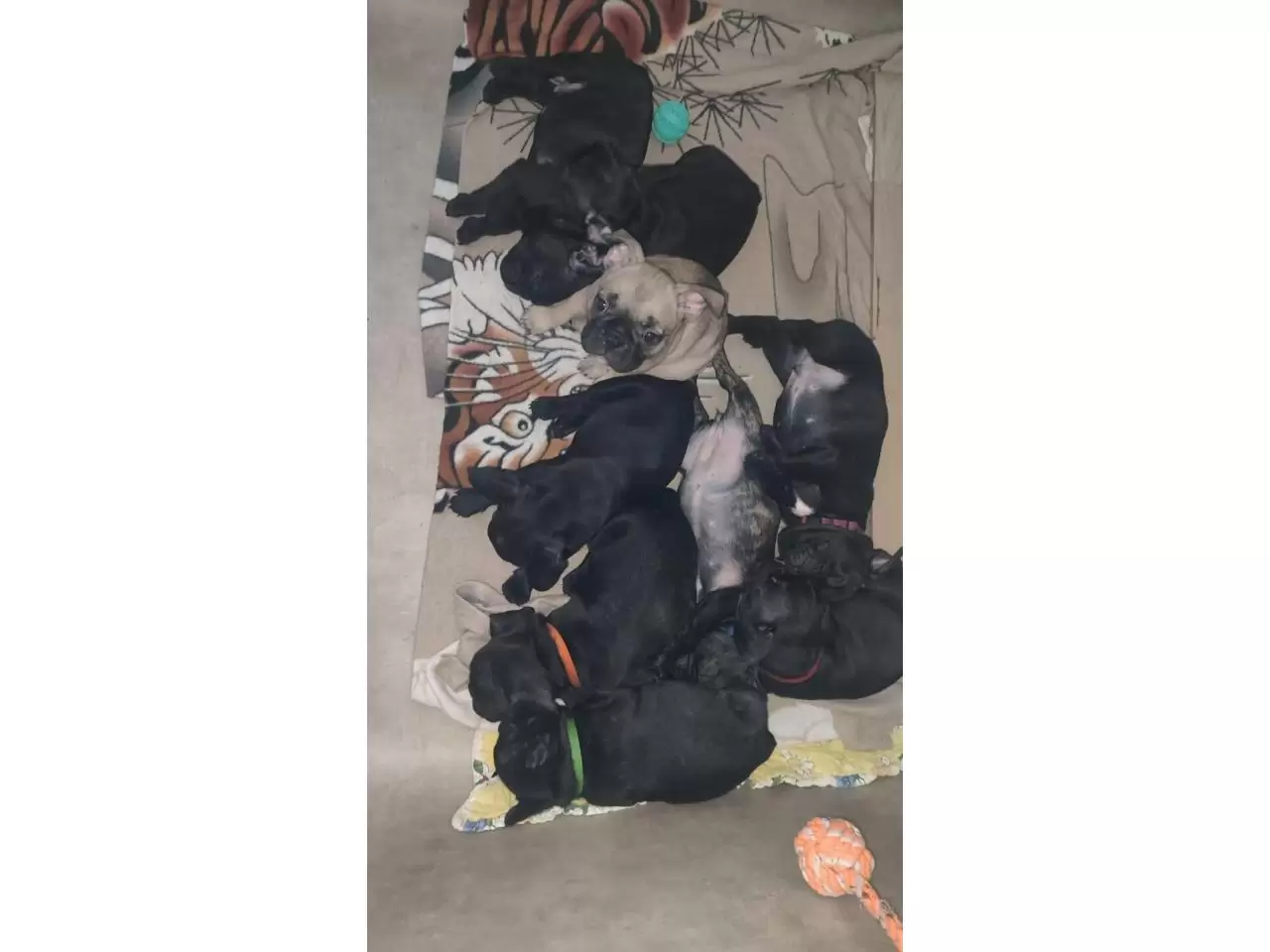 French bulldog puppies for sale - 10/11