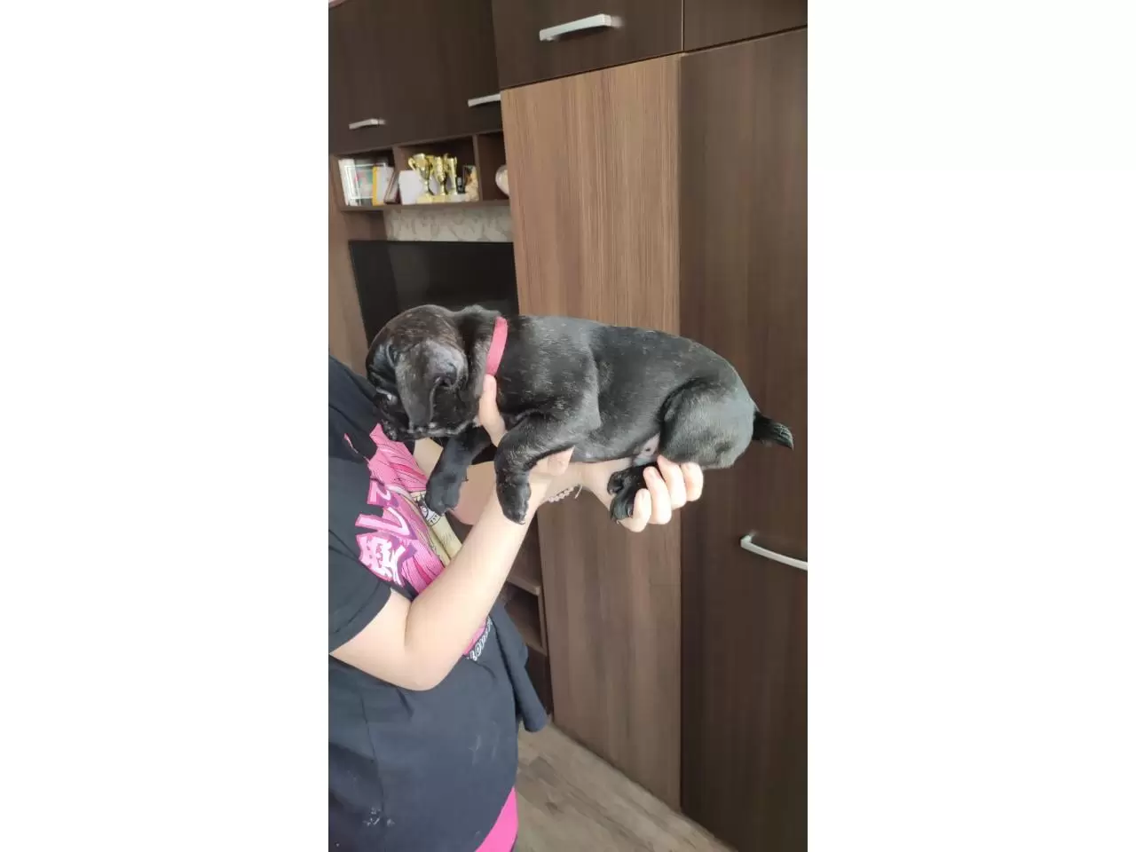 French bulldog puppies for sale - 11/11