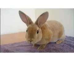 Rabbits for sale - 3