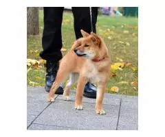 Shiba Inu puppies - 1