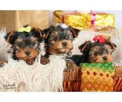 Yorkshire Terrier/йоркширский терьер - 5