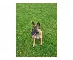 Selling a gorgeous Belgian Shepherd Malinois girl