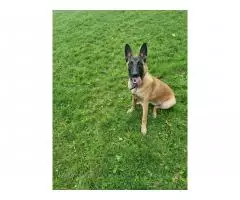 Selling a gorgeous Belgian Shepherd Malinois girl - 2