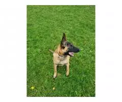 Selling a gorgeous Belgian Shepherd Malinois girl - 3