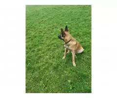 Selling a gorgeous Belgian Shepherd Malinois girl - 4