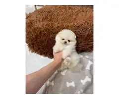Шпиц миниатюрный - 2