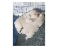 adorable Frenchie puppies for new home