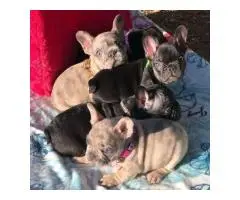 adorable Frenchie puppies for new home - 2