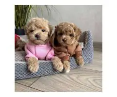 Toy poodle puppies