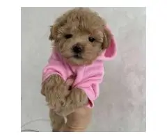Toy poodle puppies - 3