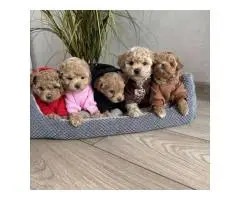 Toy poodle puppies - 4