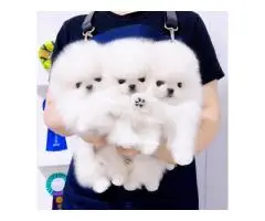 Pomeranian Spitz puppies