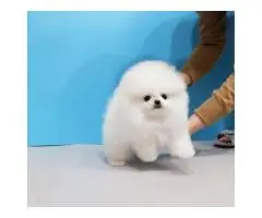 Pomeranian Spitz puppies - 2
