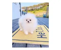 Pomeranian Spitz puppies - 3