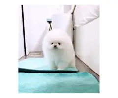 Pomeranian Spitz puppies - 4