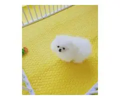 Pomeranian Spitz puppies - 5