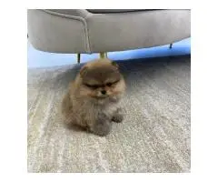 Beautiful Pomeranian puppies