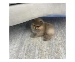 Beautiful Pomeranian puppies - 2
