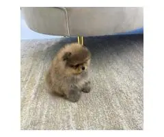 Beautiful Pomeranian puppies - 3
