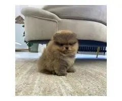 Beautiful Pomeranian puppies - 4