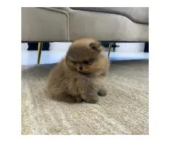 Beautiful Pomeranian puppies - 5